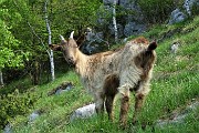 Spettacolo di narcisi e di amici sul Linzone (1392 m) il 12 maggio 2018 - FOTOGALLERY